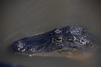 DSC_0039