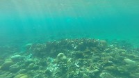 snorkel 3