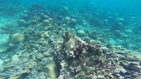 snorkel 4