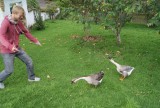 Geese or no geese, thats the question?