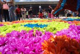 Flower Carpet
