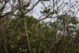 spot the bird (next picture)