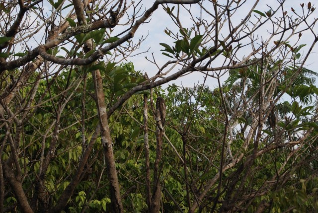 spot the bird (next picture)