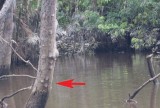 find the bats