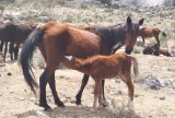 Horse Mami & horse baby