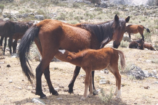 Horse Mami & horse baby