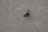 Blue Morpho butterfly