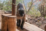 Tufted Capuchin Monkey