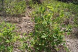 Coca-plantage