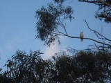 Cockatoo 2