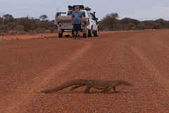 Goanna