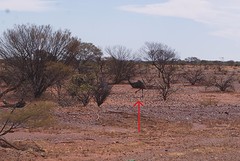 Emu