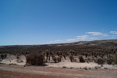 Landscape after bushfire