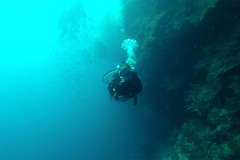 Pam diving