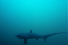 Thresher shark