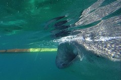 Whale shark .. and it's big mouth