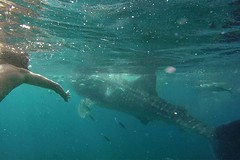 Sven & the whale shark