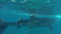 Beautiful giants (5-7m)