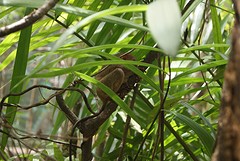 Tarsier spotting