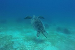 Giant Turtle