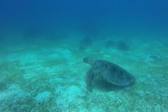 Turtle 2