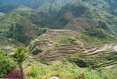 Banaue rice terraces