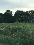 Slechte foto van de mooie bruine koeien...