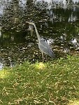 De reiger