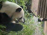 Hongerige panda
