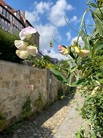 Reukerwten