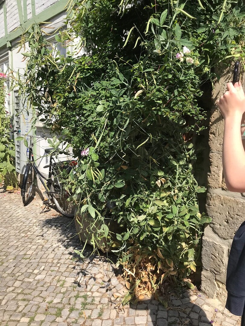 Een hoge struik reukerwten