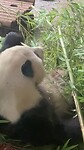 De Berlijnse panda