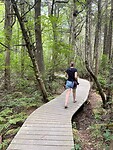 White cedar swamp trail