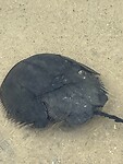 Horshoe crab