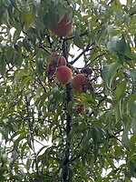 Peach orchard: we hebben er geplukt!
