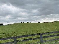 Uitzicht van paarden in Virginia