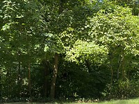 Arlington wood