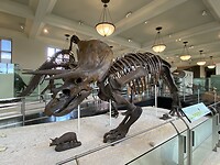 Triceratops