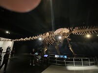 Een dino van 17 meter lang