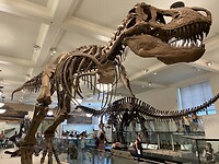 T-rex