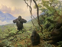 Gorillàs