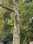 Deze bomen inspireerde de  Amerikaanse camouflage pakken