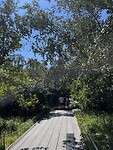 High line