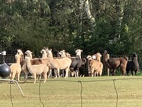 Lama ´s