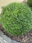 Buxus zonder mot