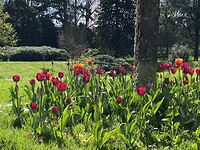 Tulpen