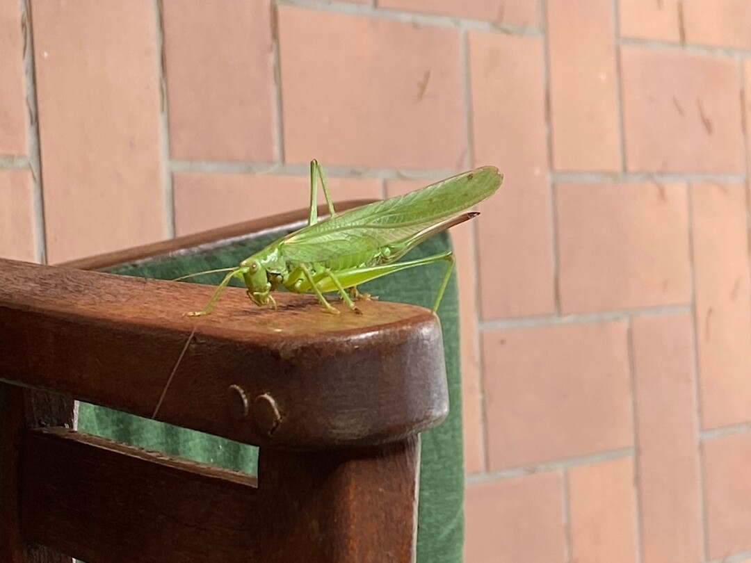 Een grote sprinkhaan