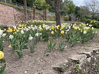Tulpen en Paasbloemen