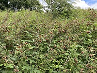 Frambozenbos