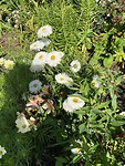 Bloemetjes in de tuin van het kasteel